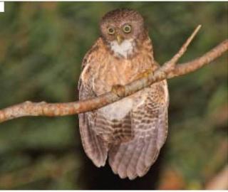 Cebu hawk owl